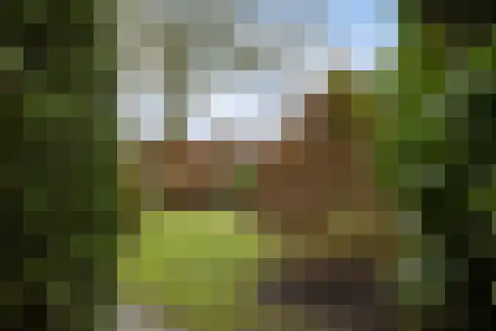 Grijze Kraai 25 Emmen thumbnail 41