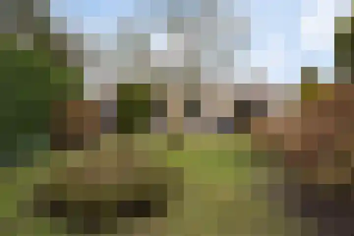 Grijze Kraai 25 Emmen thumbnail 42
