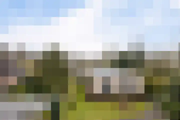 Grijze Kraai 25 Emmen thumbnail 43