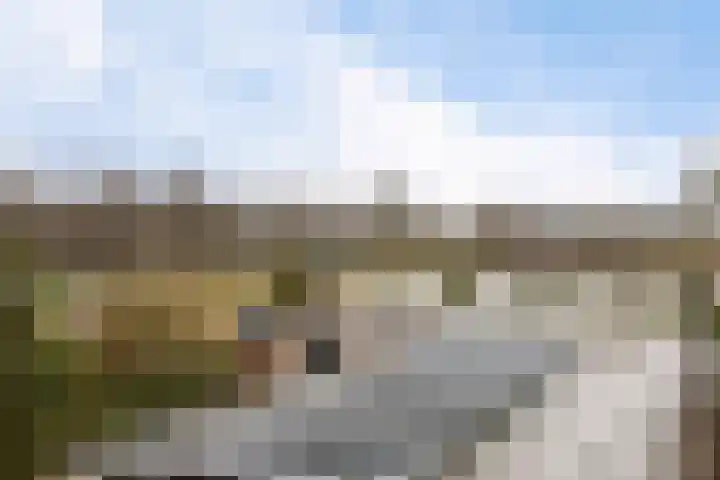 Grijze Kraai 25 Emmen thumbnail 44