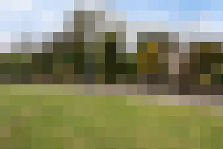 Grijze Kraai 25 Emmen thumbnail 46