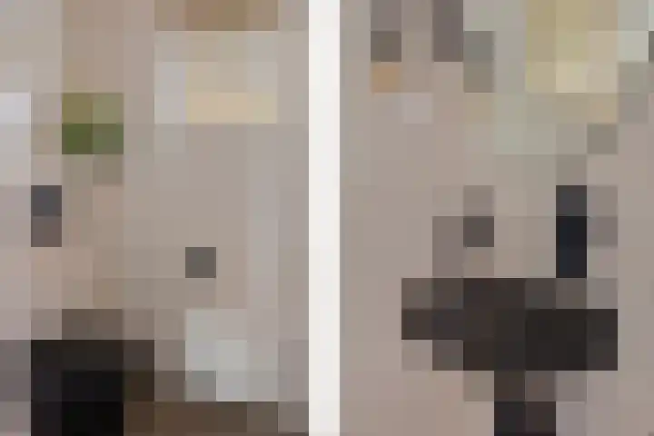 Grijze Kraai 25 Emmen thumbnail 6