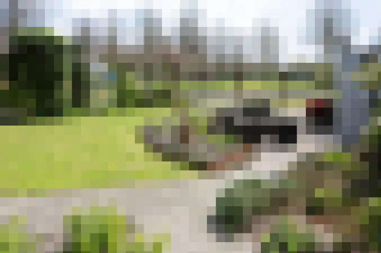 Grijze Kraai 26 Emmen foto 3