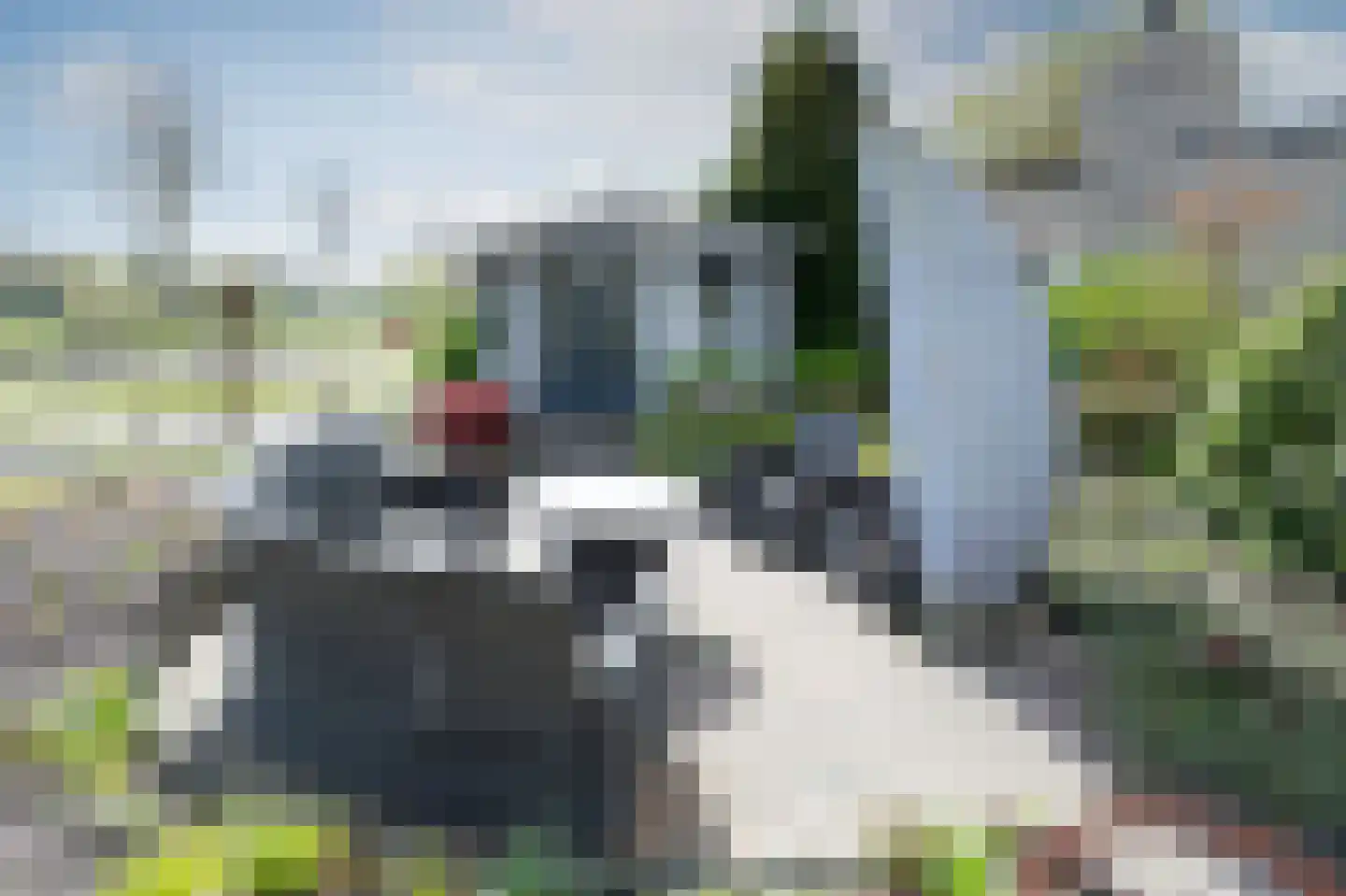 Grijze Kraai 26 Emmen thumbnail 34