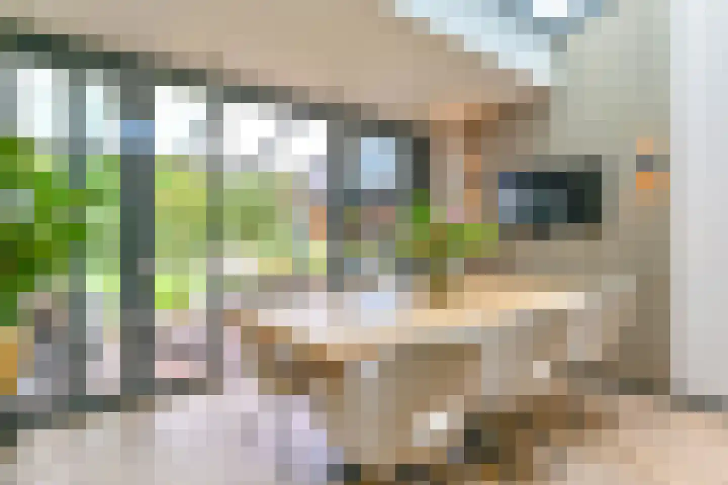 Grijze Kraai 46 Emmen thumbnail 39