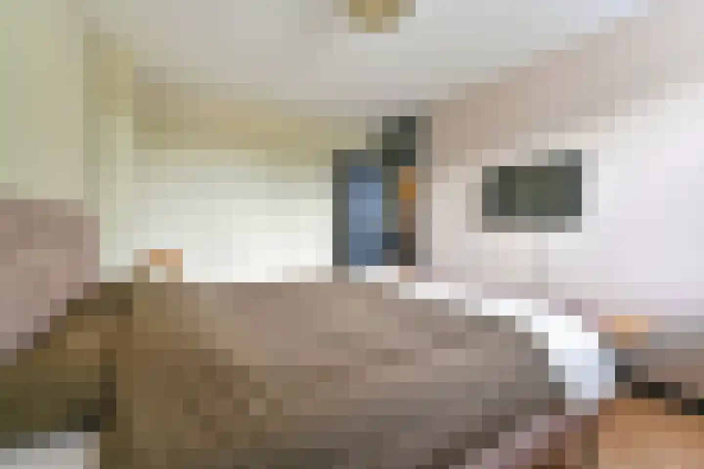 Grijze Kraai 46 Emmen thumbnail 54