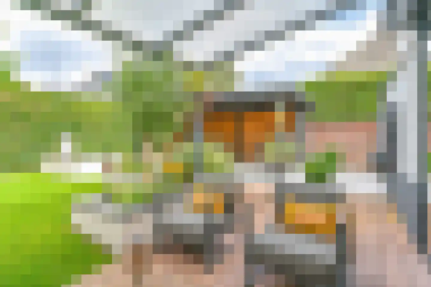 Grijze Kraai 46 Emmen thumbnail 87