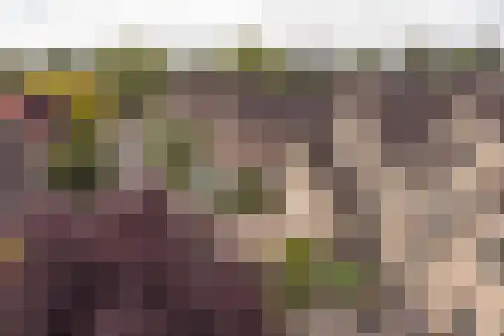 Grijze Snip 24 Emmen thumbnail 101