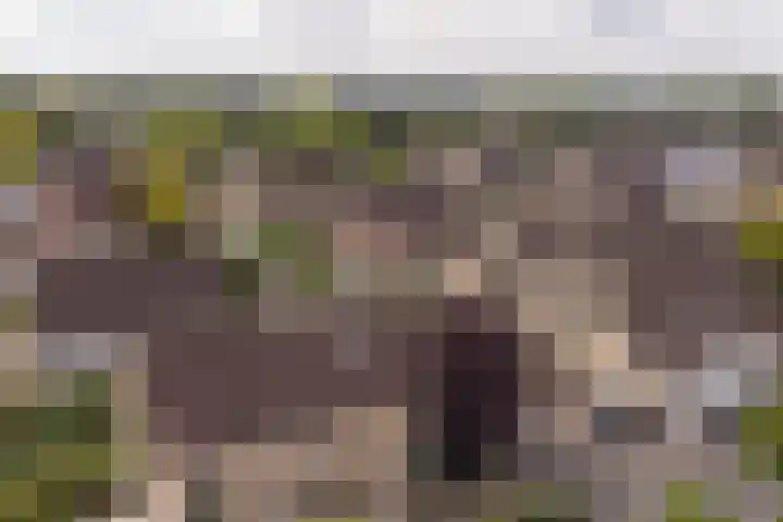 Grijze Snip 24 Emmen thumbnail 102
