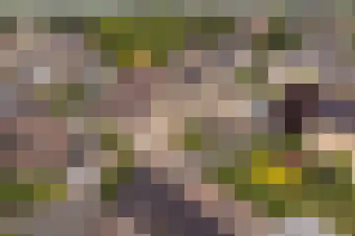 Grijze Snip 24 Emmen thumbnail 103