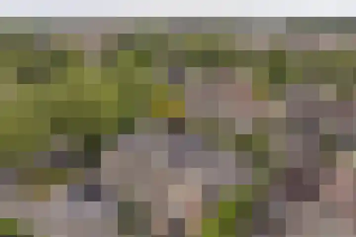 Grijze Snip 24 Emmen thumbnail 104