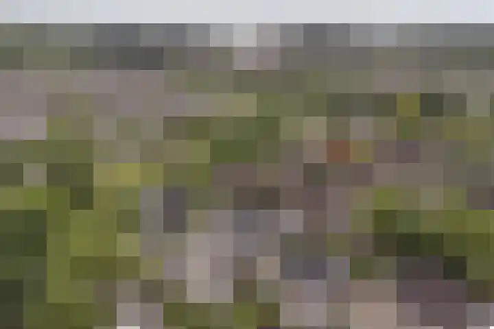 Grijze Snip 24 Emmen thumbnail 105