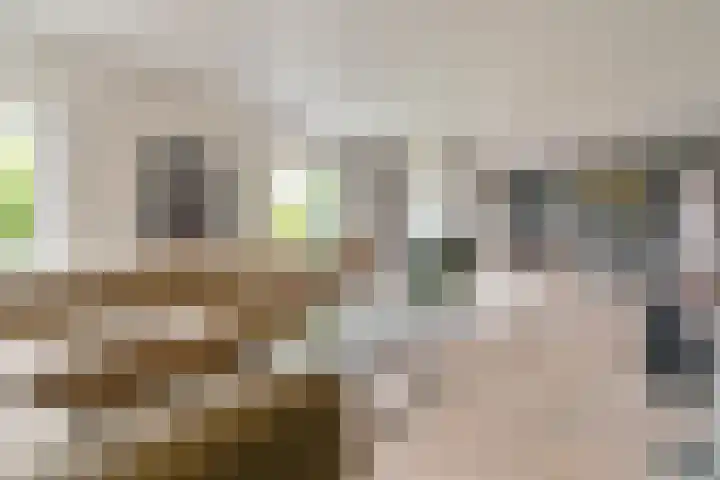 Grijze Snip 24 Emmen thumbnail 19