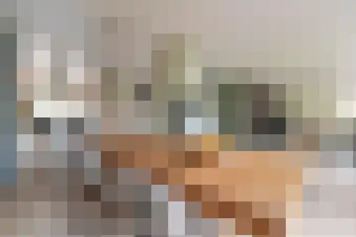 Grijze Snip 24 Emmen thumbnail 28