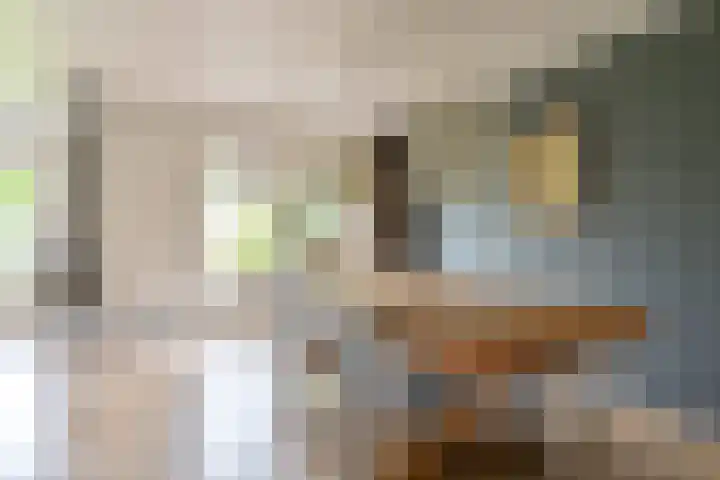 Grijze Snip 24 Emmen thumbnail 29