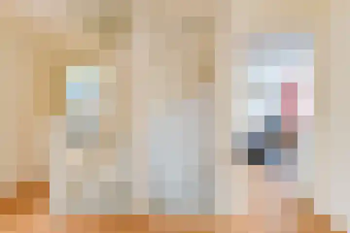 Grijze Snip 24 Emmen thumbnail 46