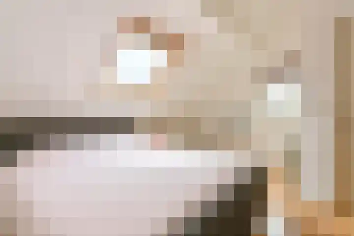 Grijze Snip 24 Emmen thumbnail 48