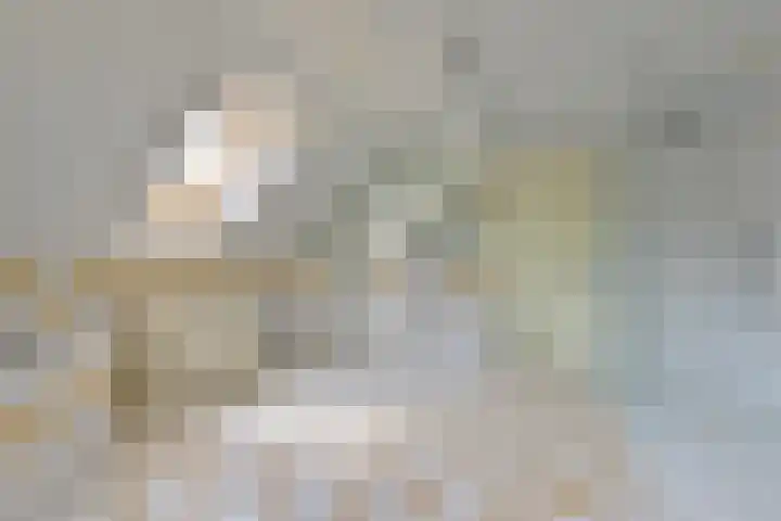 Grijze Snip 24 Emmen thumbnail 58