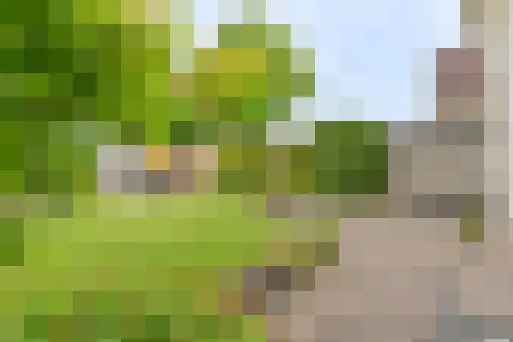 Grijze Snip 24 Emmen thumbnail 90