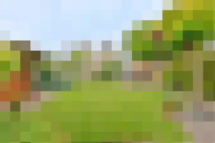 Grijze Snip 24 Emmen thumbnail 91