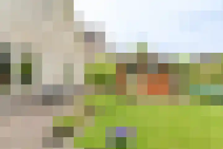 Grijze Snip 24 Emmen thumbnail 93