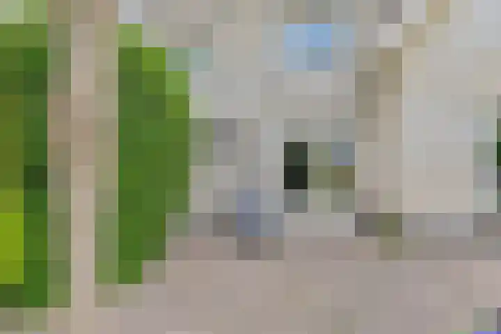 Grijze Snip 24 Emmen thumbnail 99