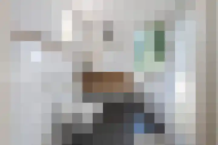 Grijze Snip 41 Emmen thumbnail 22