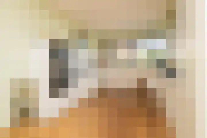Grijze Walvis 6 Naaldwijk thumbnail 13