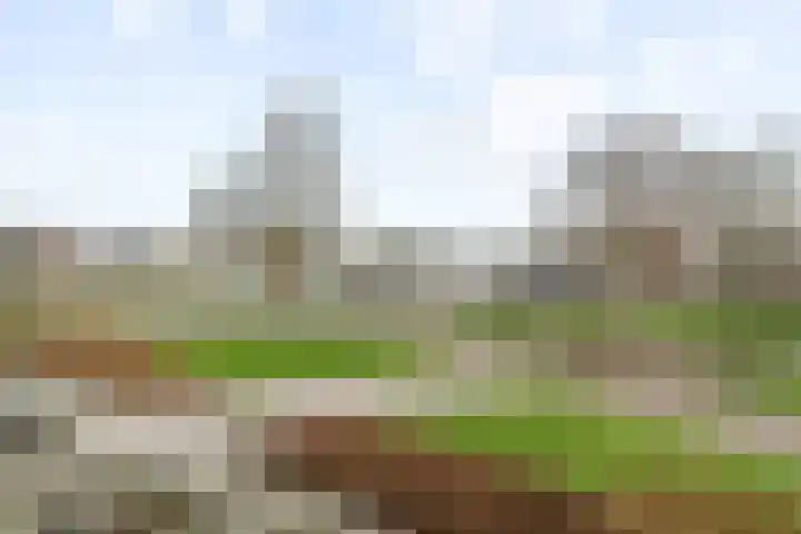 Grimbeert 8 Kollum thumbnail 33