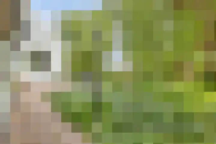 Grindweg 1 Ellewoutsdijk thumbnail 29