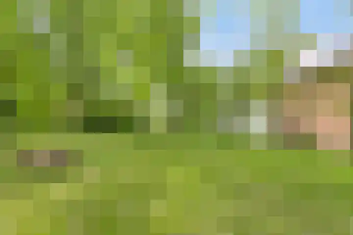 Grindweg 1 Ellewoutsdijk thumbnail 31