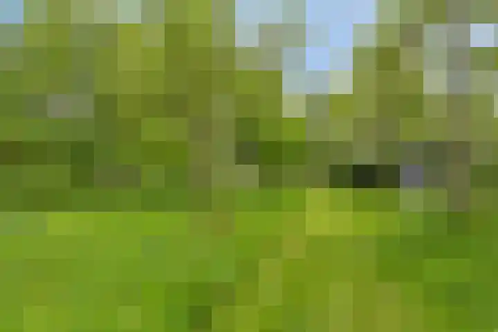 Grindweg 1 Ellewoutsdijk thumbnail 43