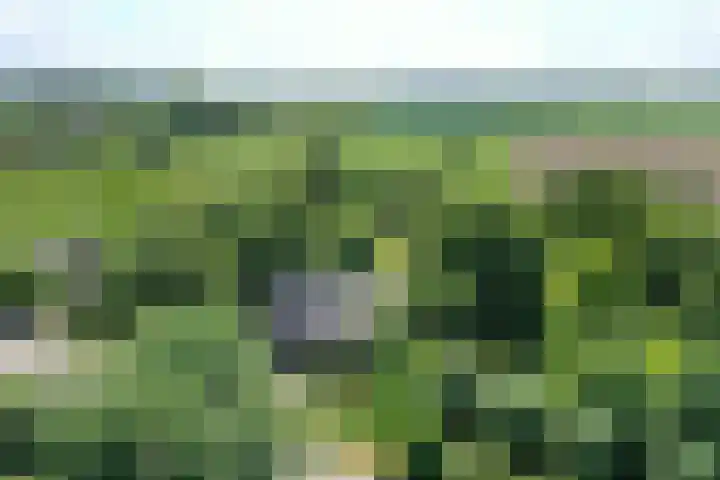 Grindweg 1 Ellewoutsdijk thumbnail 50