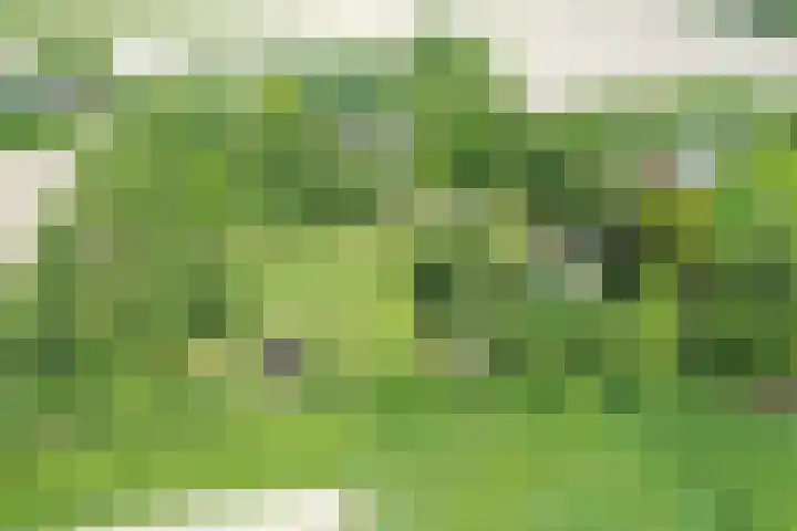 Grindweg 1 Ellewoutsdijk thumbnail 52