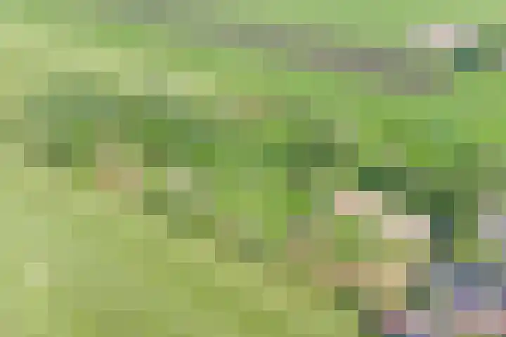 Grindweg 226 Scherpenzeel thumbnail 36
