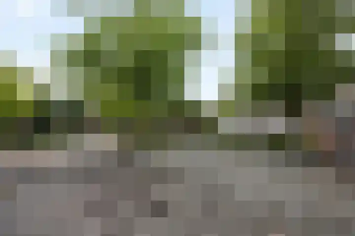 Grinsel 21 Den Dungen thumbnail 24