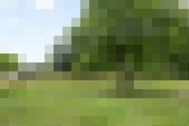 Grinsel 21 Den Dungen thumbnail 45