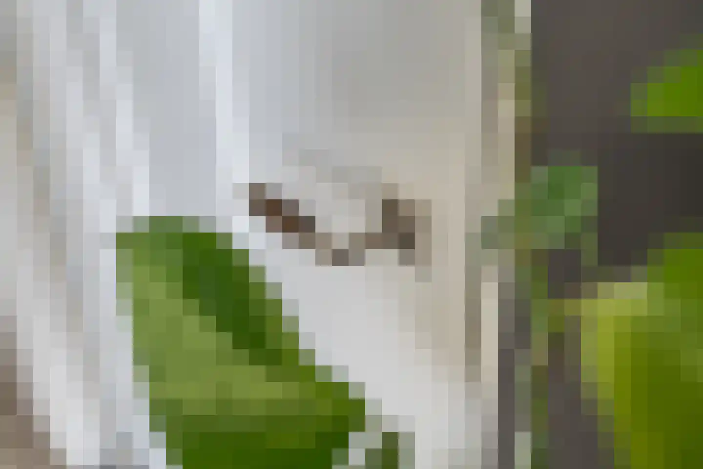 Grinsel 31 Den Dungen thumbnail 16