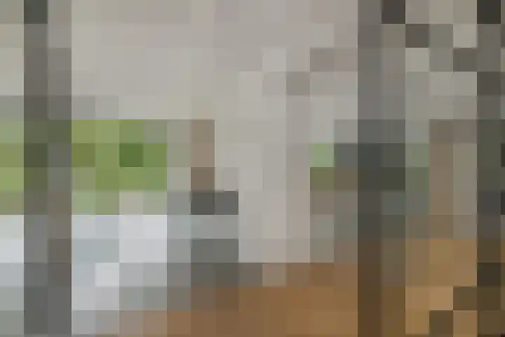 Grinsel 83 A Den Dungen thumbnail 12