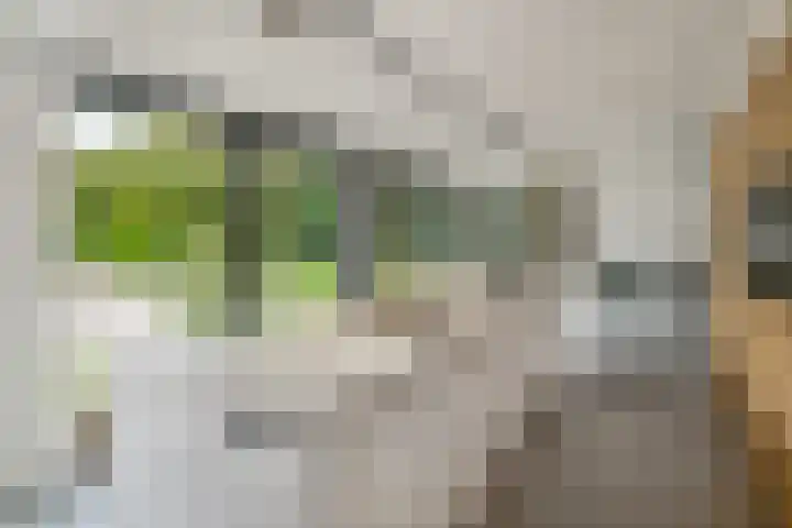 Grinsel 83 A Den Dungen thumbnail 15