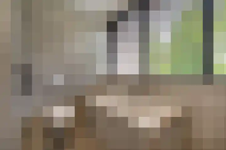 Grinsel 83 A Den Dungen thumbnail 19