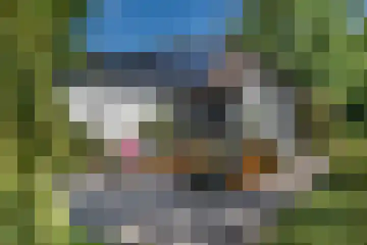 Grinsel 83 A Den Dungen thumbnail 44