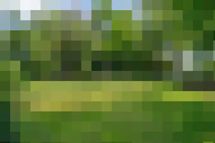 Grinsel 83 A Den Dungen thumbnail 48
