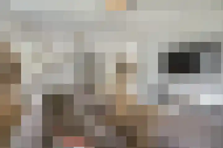 Grinsel 83 A Den Dungen thumbnail 5