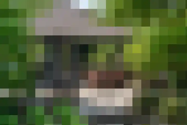 Grinsel 83 A Den Dungen thumbnail 50