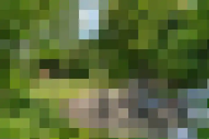 Grinsel 83 A Den Dungen thumbnail 52