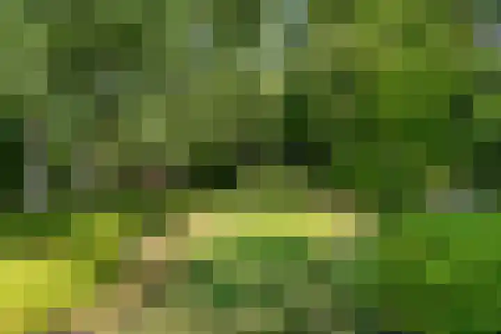 Grinsel 83 A Den Dungen thumbnail 53