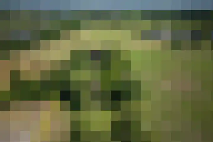 Grinsel 83 A Den Dungen thumbnail 57