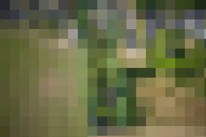 Grinsel 83 A Den Dungen thumbnail 58