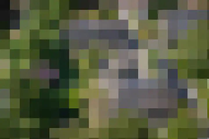 Grinsel 83 A Den Dungen thumbnail 60